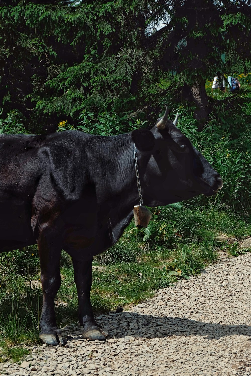 Vaca negra en campo de hierba verde durante el día