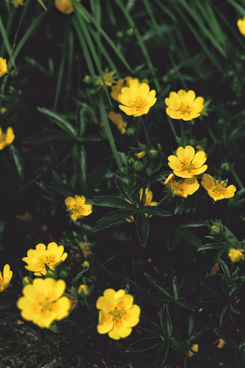 yellow flowers with green leaves