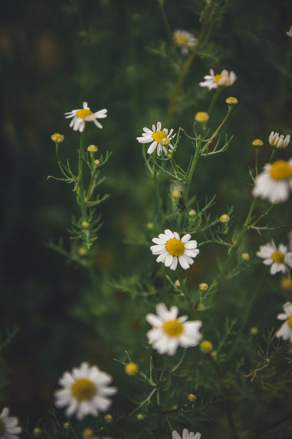 white and yellow flowers in tilt shift lens