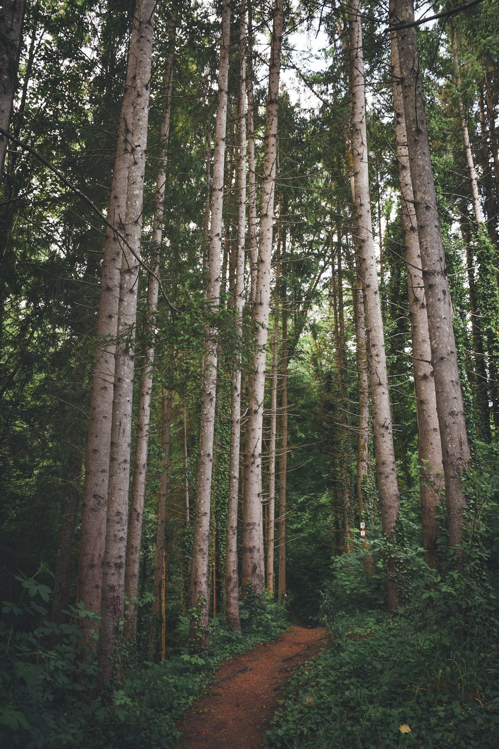 brown trees in forest during daytime