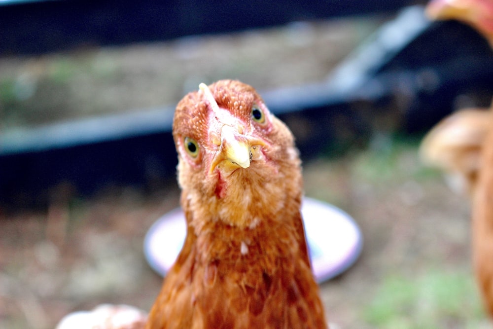 brown chick on white round plate