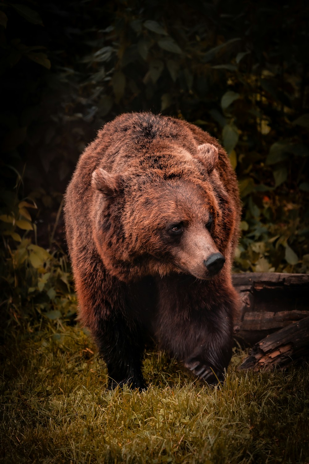 brown bear on green grass during daytime