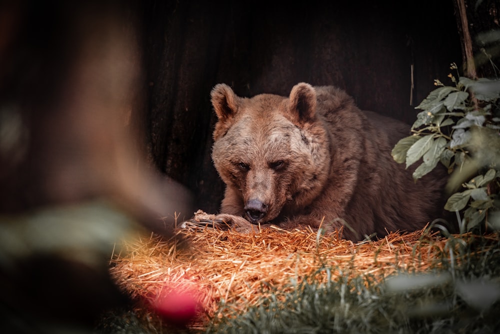 Orso bruno su erba secca marrone