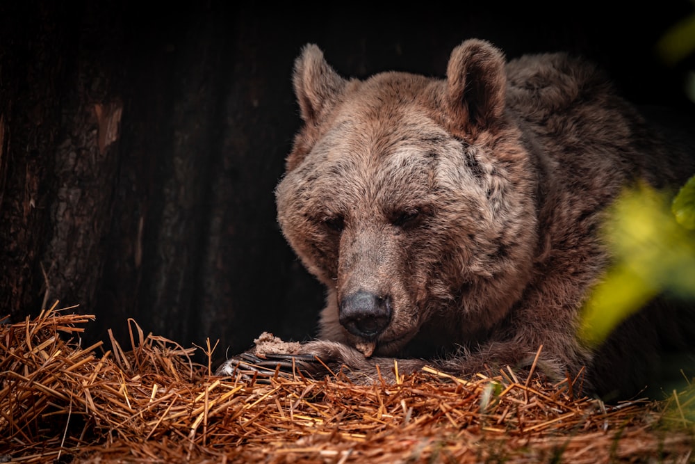 Orso bruno su erba secca marrone