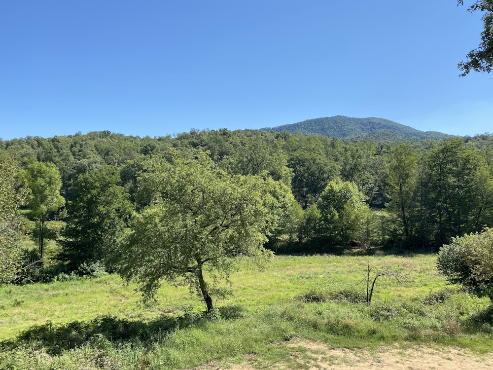 alberi verdi su campo di erba verde durante il giorno