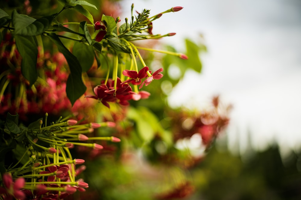 red flower in tilt shift lens