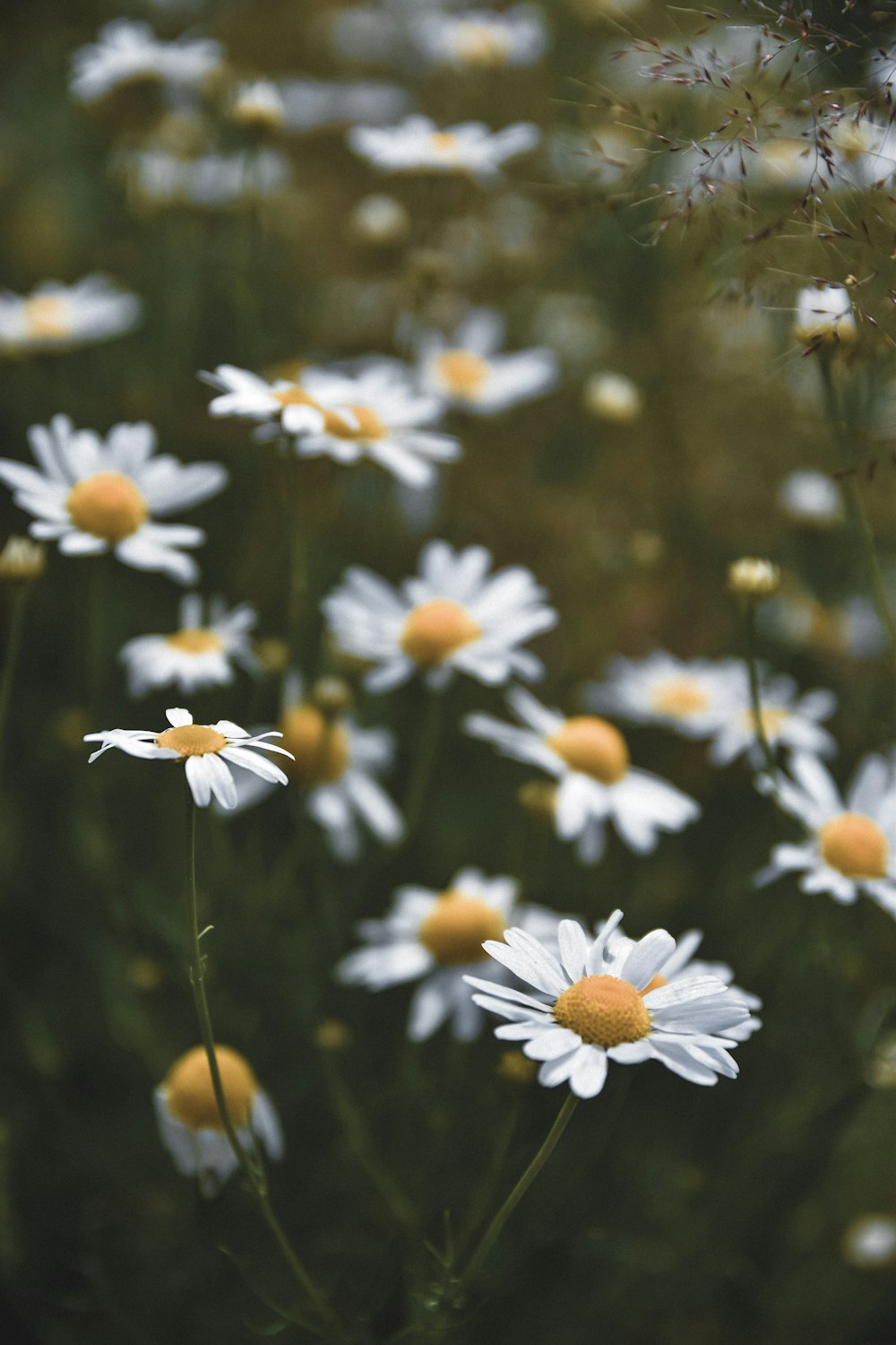 weiße und gelbe Gänseblümchenblüten