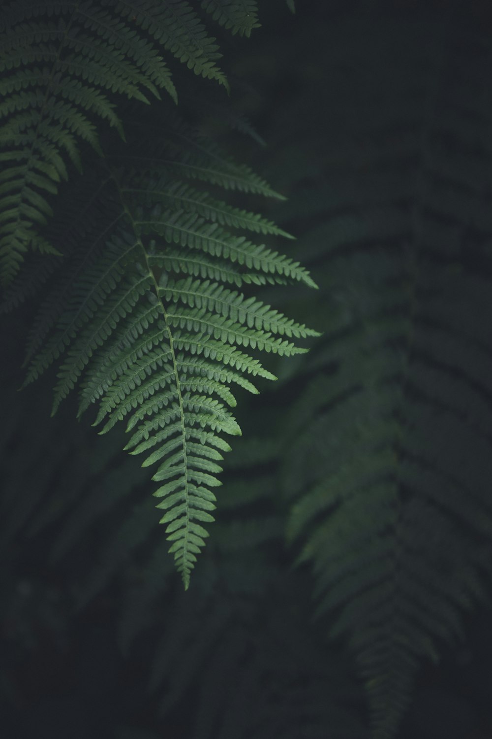 green fern plant in close up photography