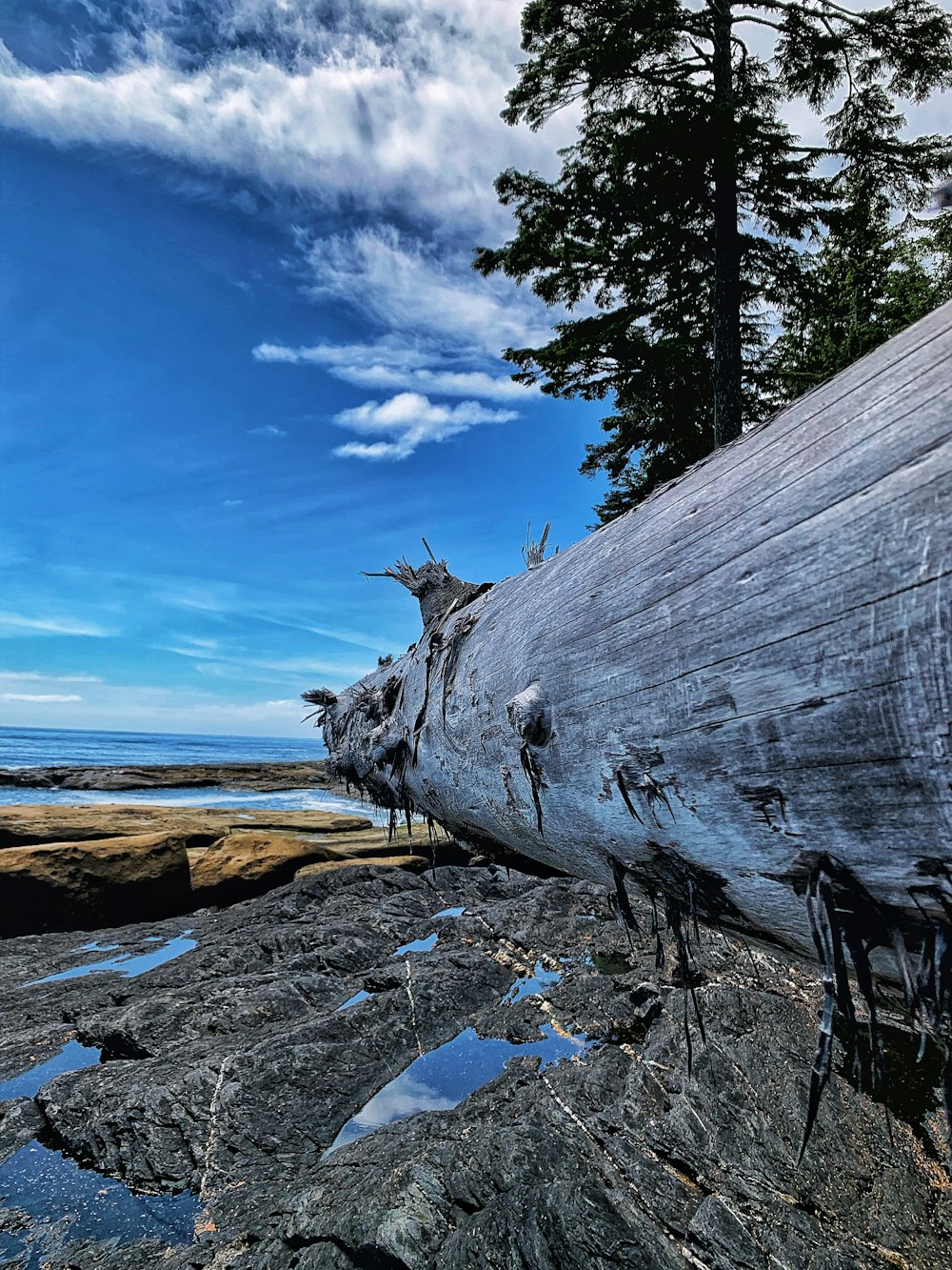 brown wood log on rocky shore under blue sky during daytime