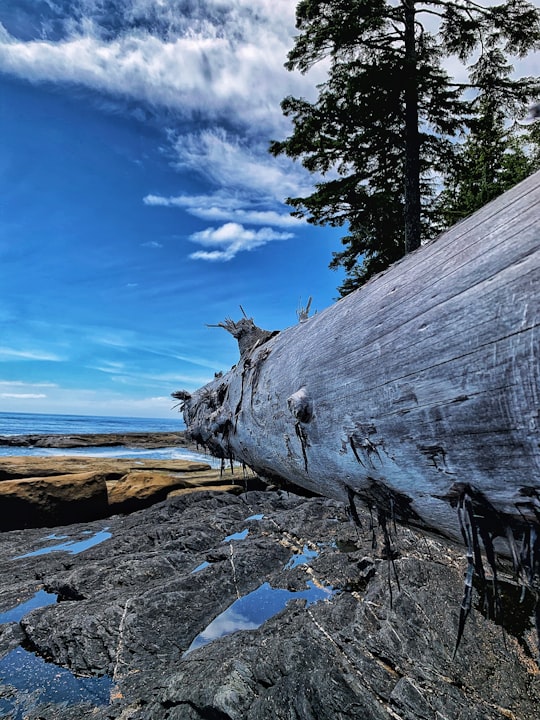 brown wood log on rocky shore under blue sky during daytime in Juan de Fuca Provincial Park Canada