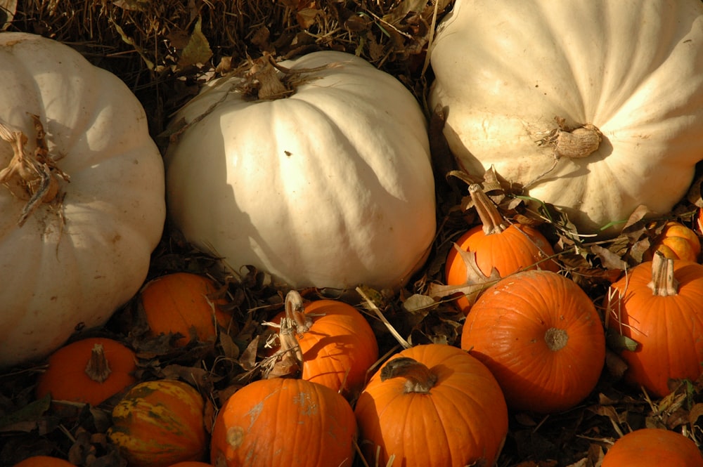 white and orange pumpkins on ground