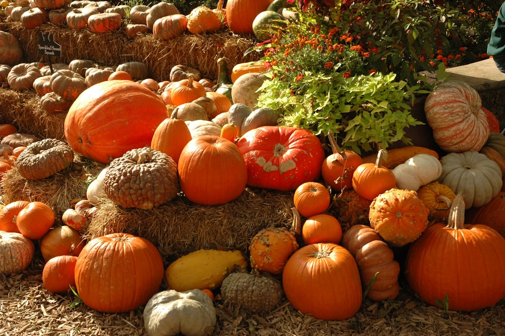 orange pumpkins on brown hay