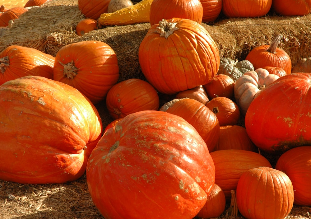 orange pumpkins on brown hay