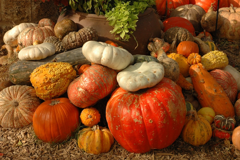 orange and white pumpkin on brown hay