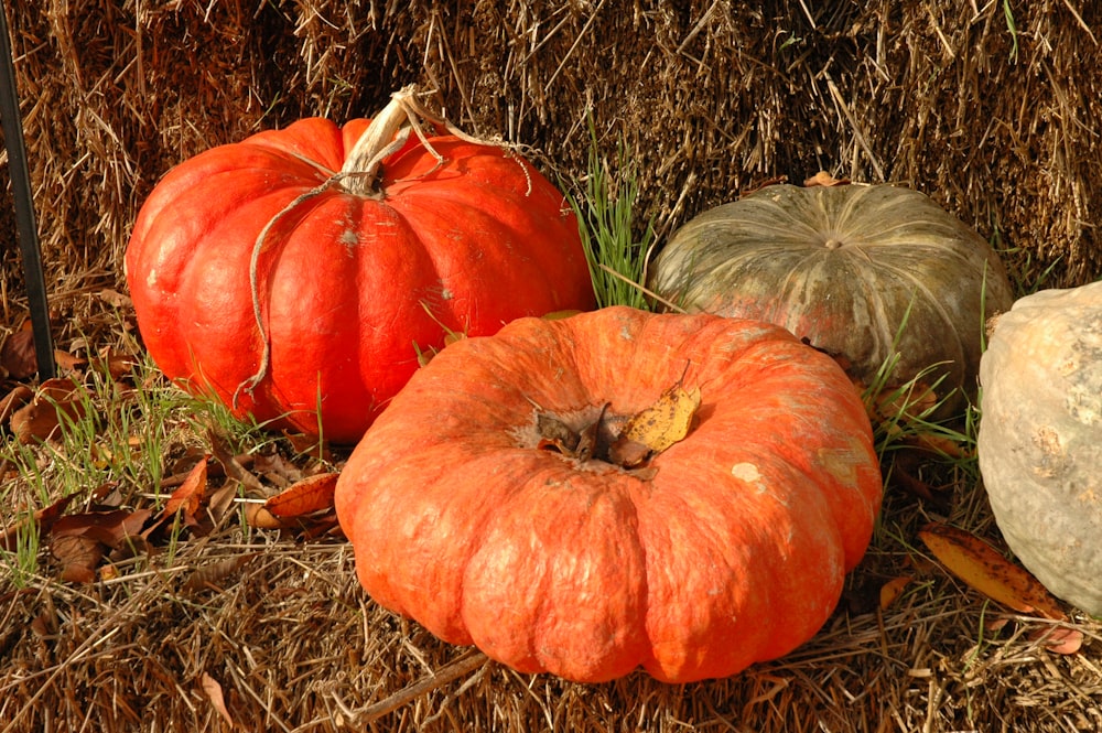 orange pumpkin on brown grass