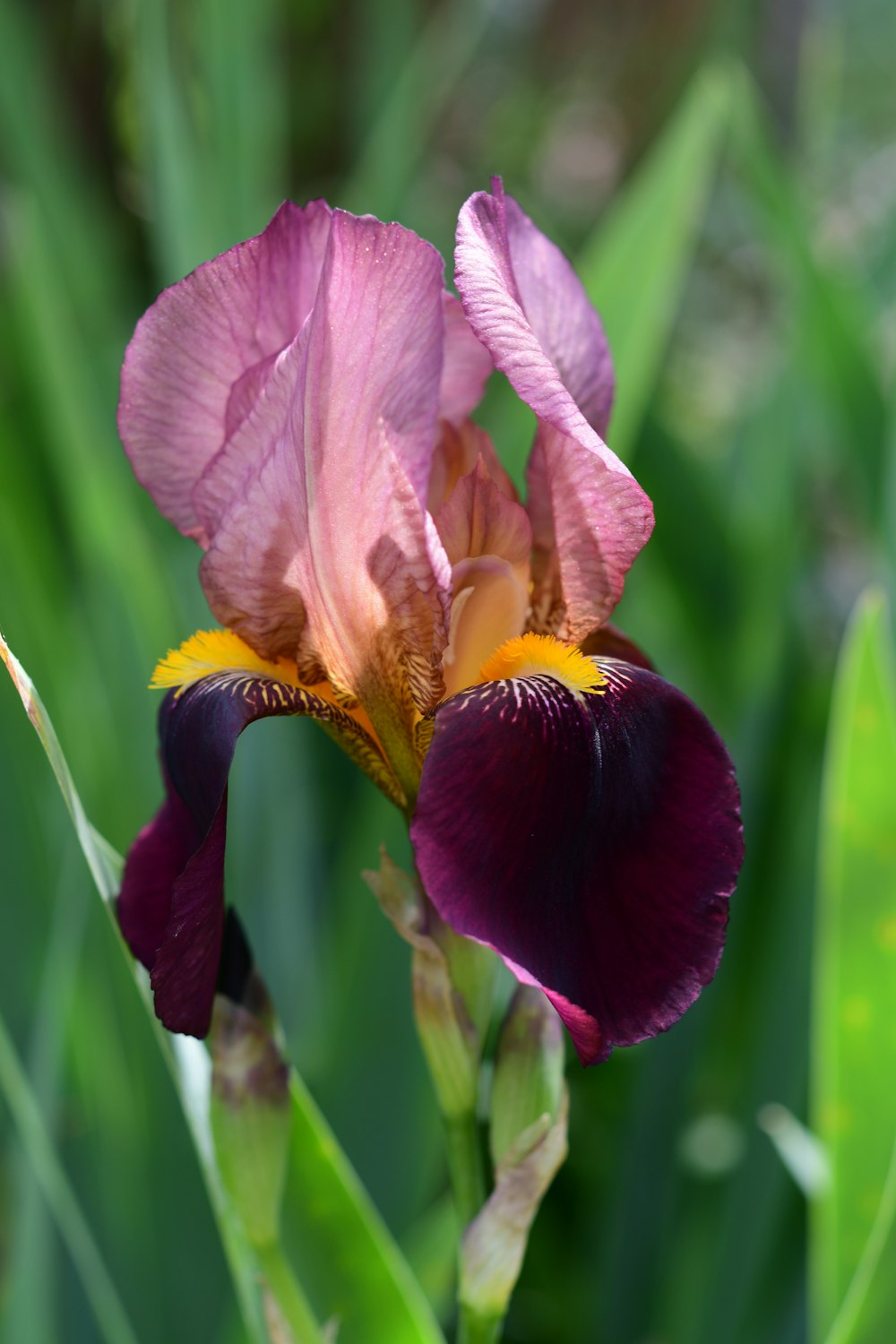 pink and yellow flower in close up photography