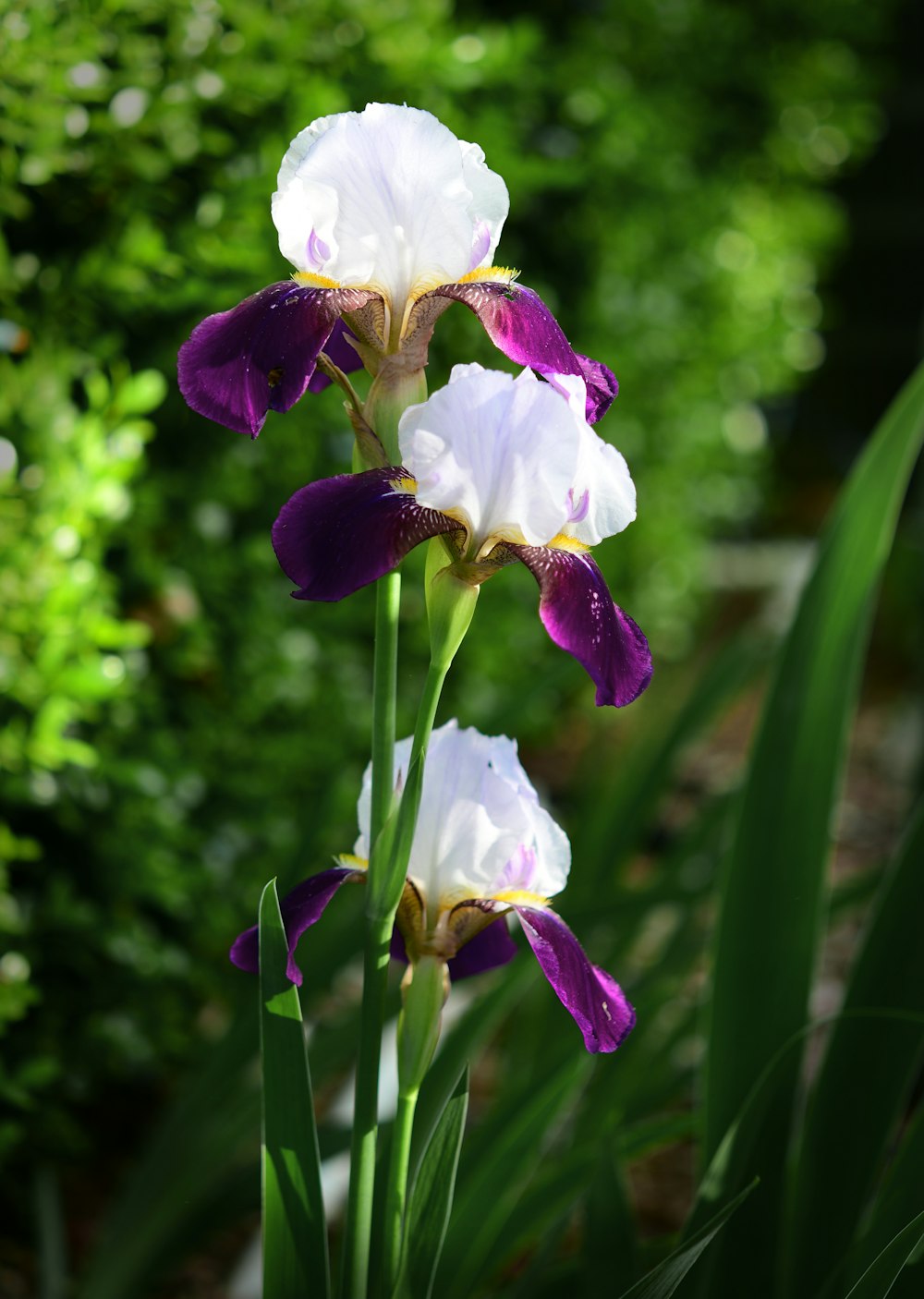 weiße und lila Blume in Nahaufnahmen