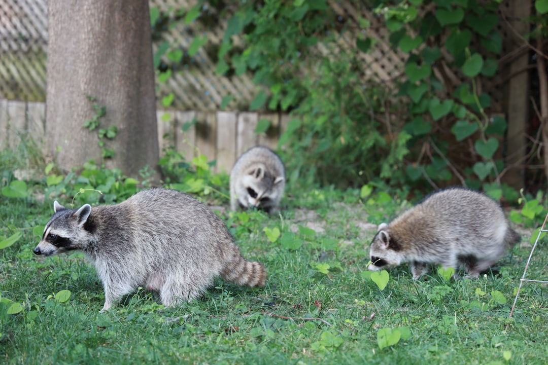  two gray animals on green grass field during daytime raccoon