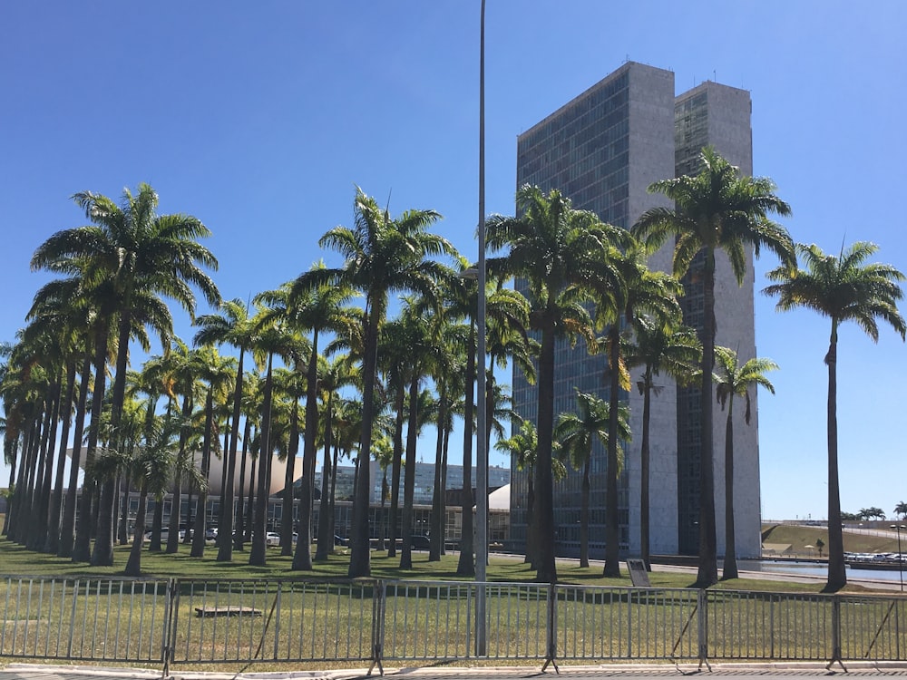 green palm trees near gray concrete building during daytime