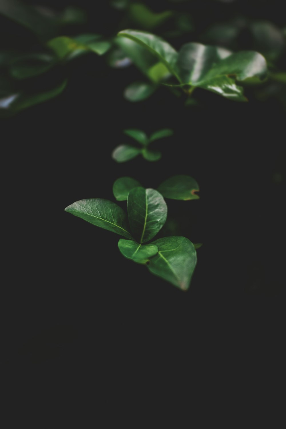 green leaves with black background