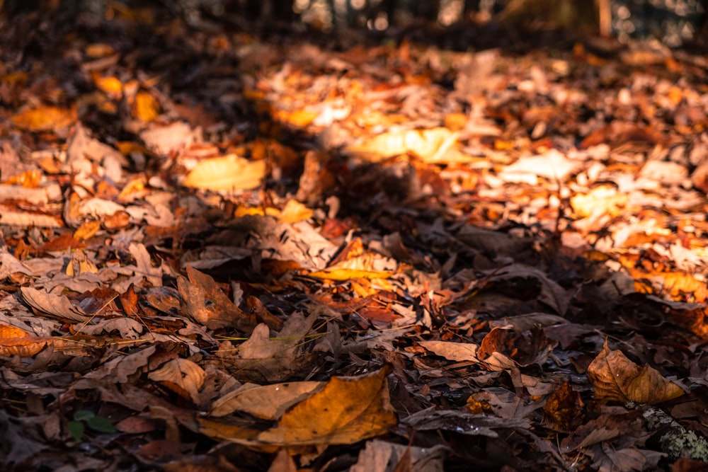 brown leaves on ground during daytime