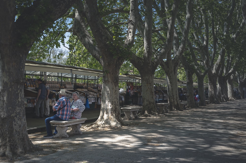 people sitting on bench under tree