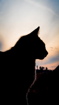 A silhouette of a cat against a serene sunset sky, capturing the outline of its head and body. The background features a soft gradient from light to darker hues near the horizon, with some distant trees or structures visible below the skyline.