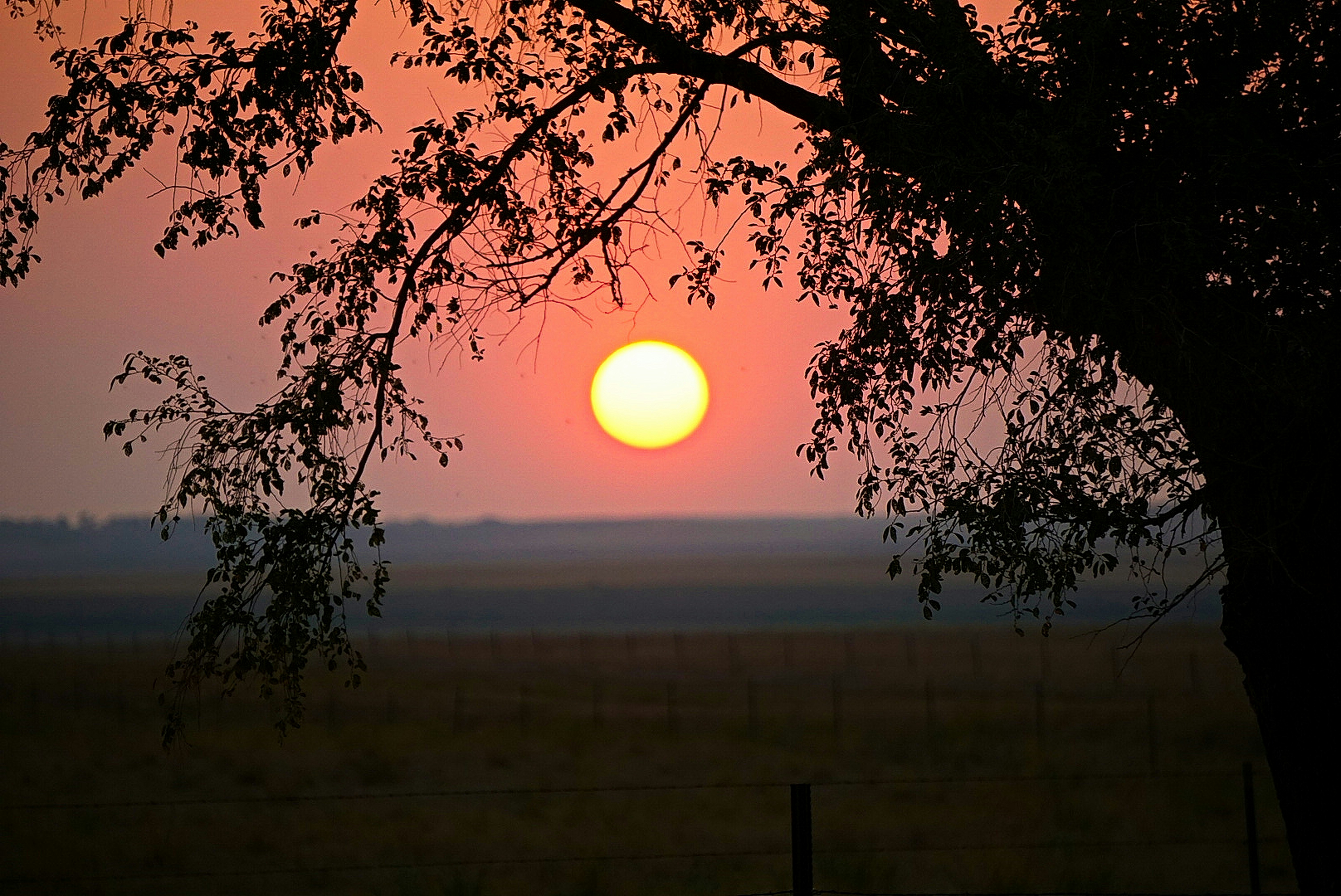 silhouette of tree during sunset north dakota teams background