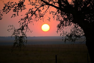 silhouette of tree during sunset north dakota google meet background
