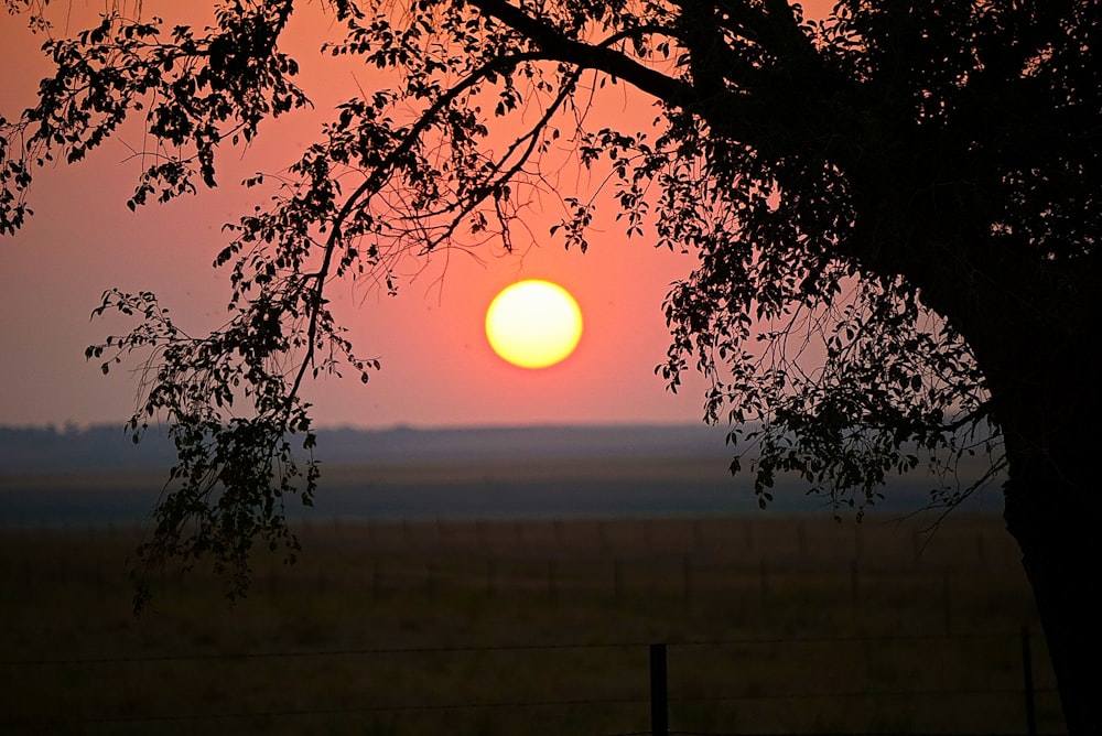 silhueta da árvore durante o pôr do sol