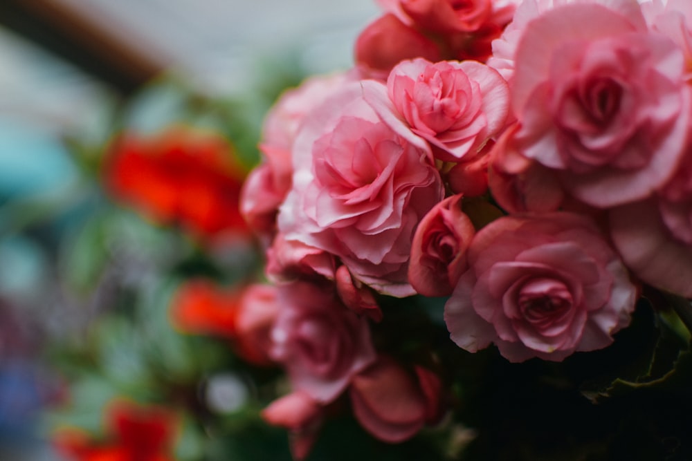 pink roses in tilt shift lens