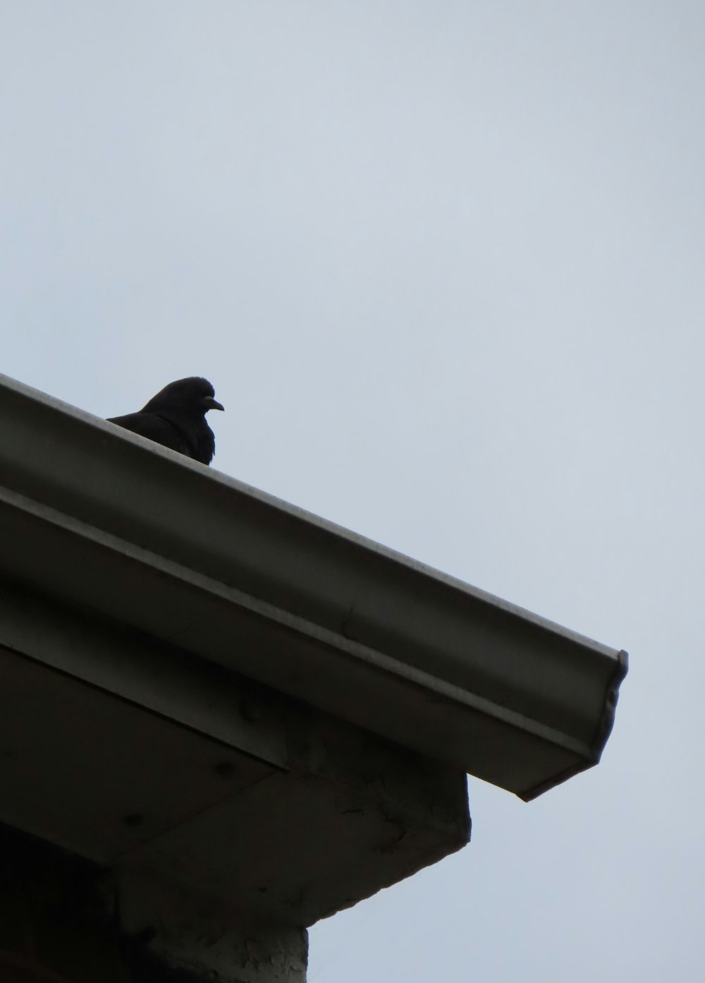 uccello nero sul muro di cemento bianco