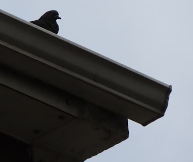 black bird on white concrete wall