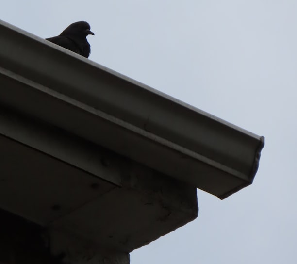 black bird on white concrete wall