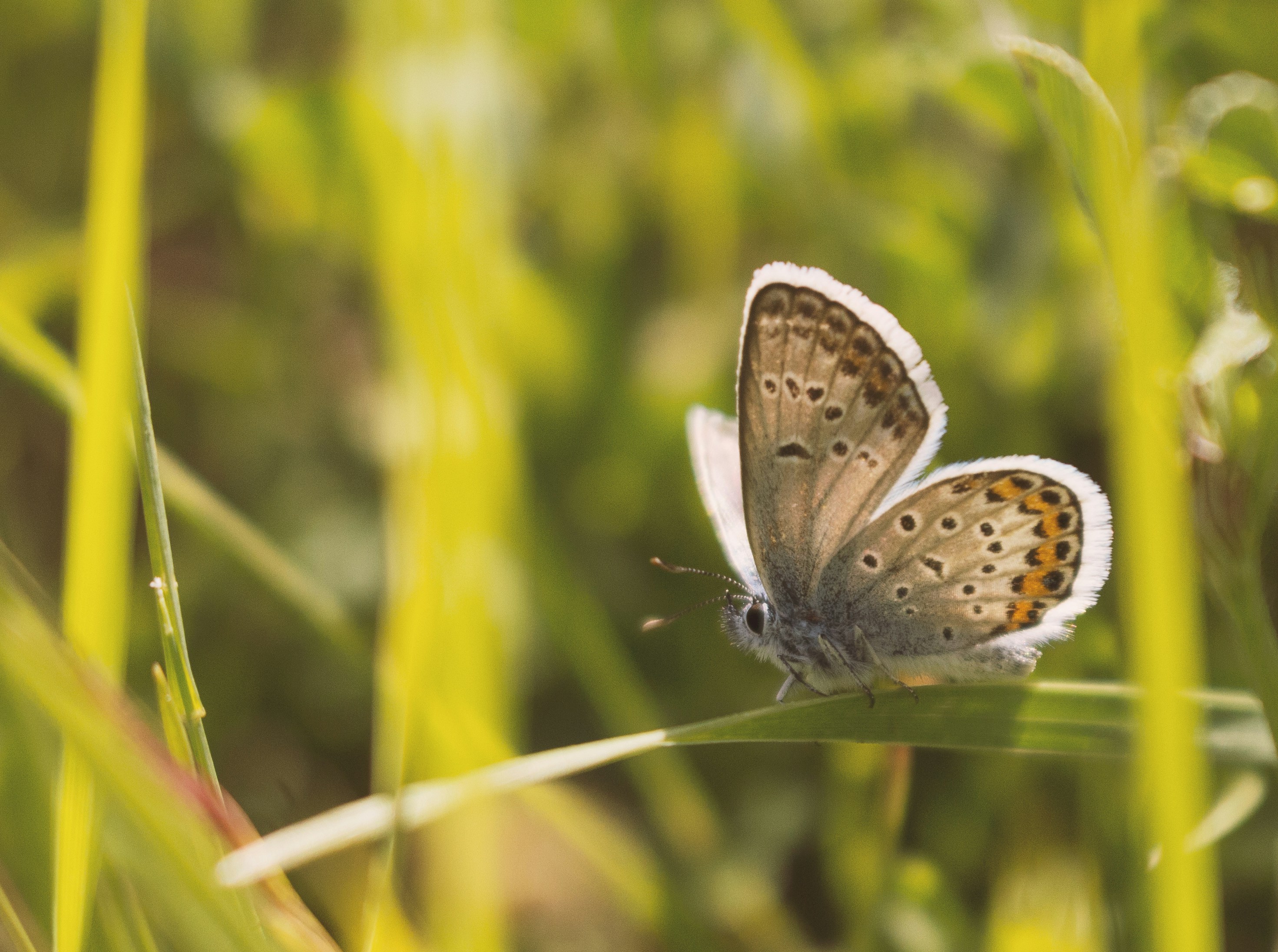 brown and white butterfly perched on green plant during daytime kosovo teams background