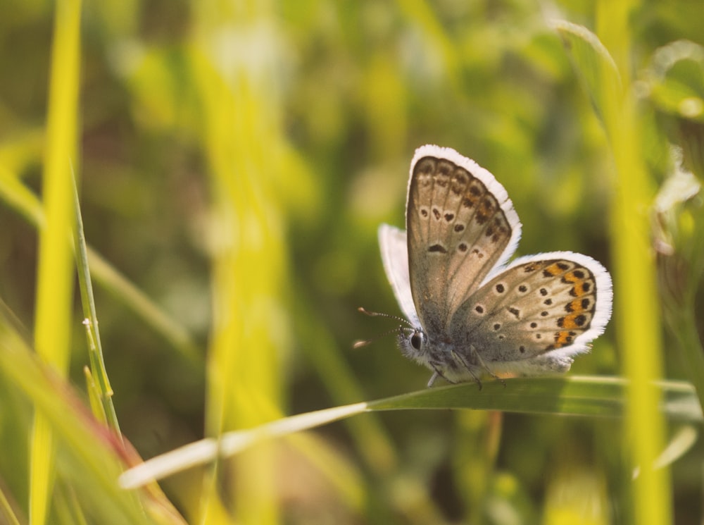 brown and white butterfly perched on green plant during daytime