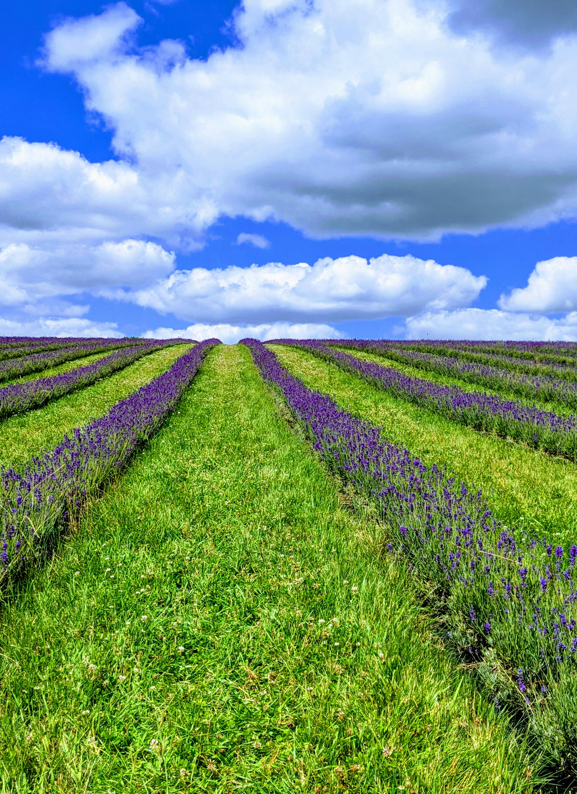 When Languages Collide: The Science of Code-Switching