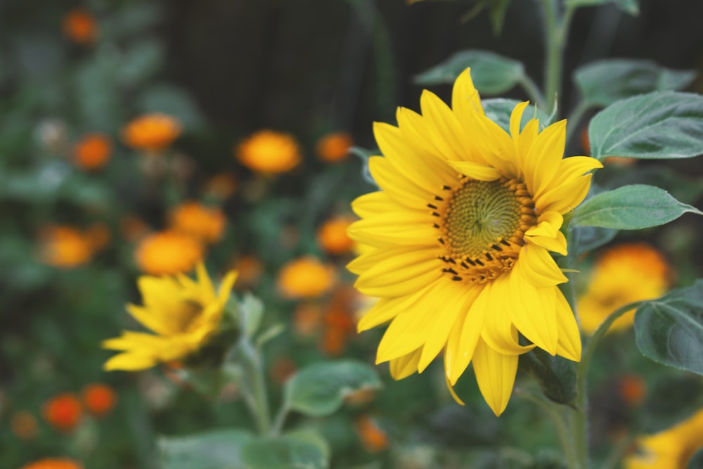 tournesol jaune dans une lentille à bascule