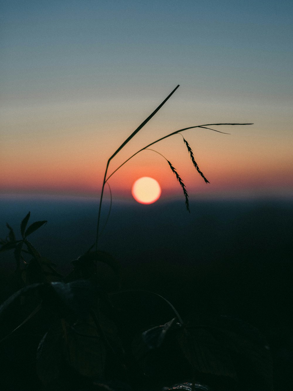 silhouette of plants during sunset