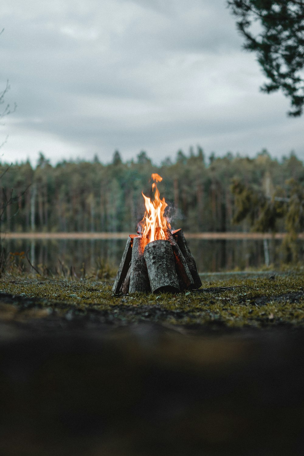 burning woods on green grass field during daytime