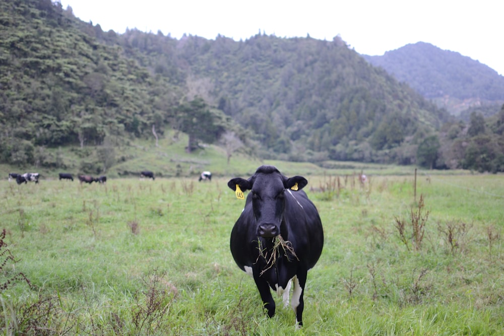 black cow on green grass field during daytime