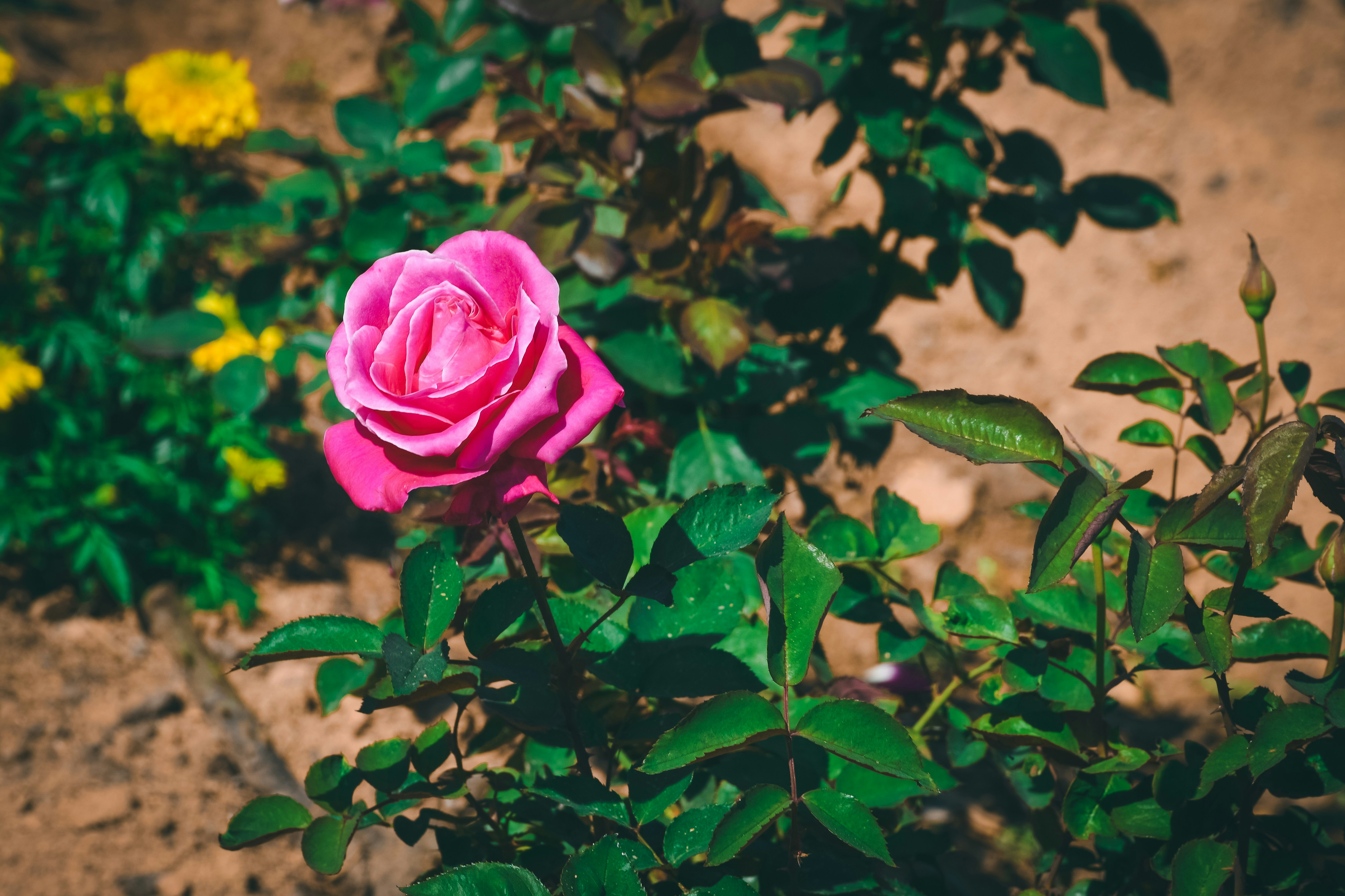 Photo by shekhar8018