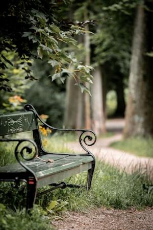 A quiet bench under a leafy green tree, the kind of peaceful outdoor seating a school serenity garden offers students