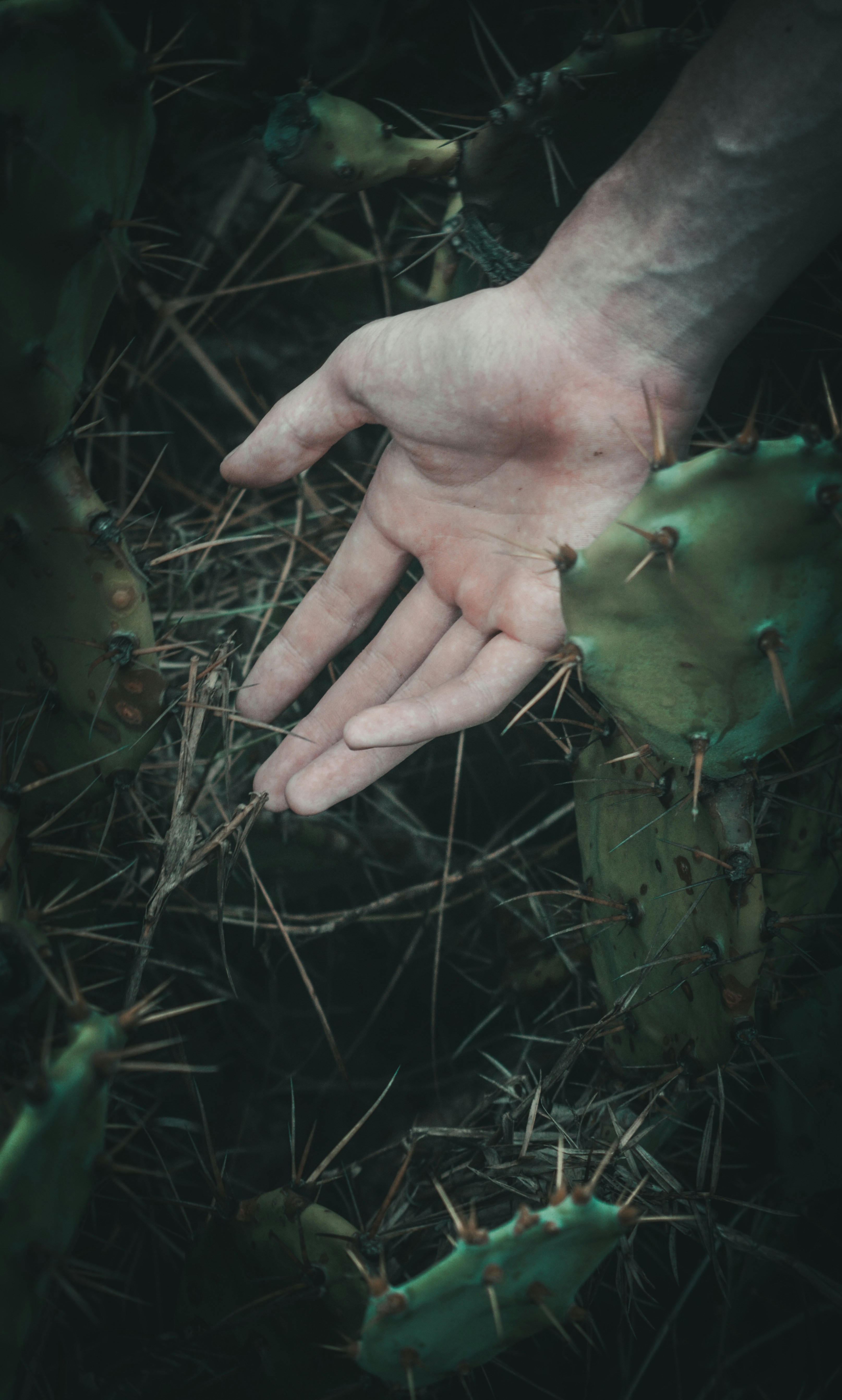 person holding green fruit during daytime