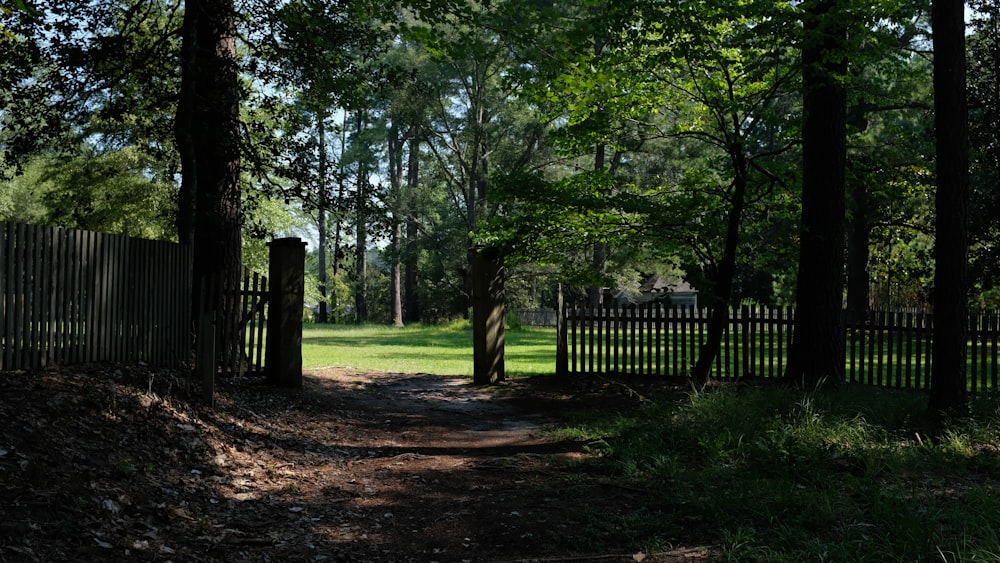 green trees on brown soil during daytime