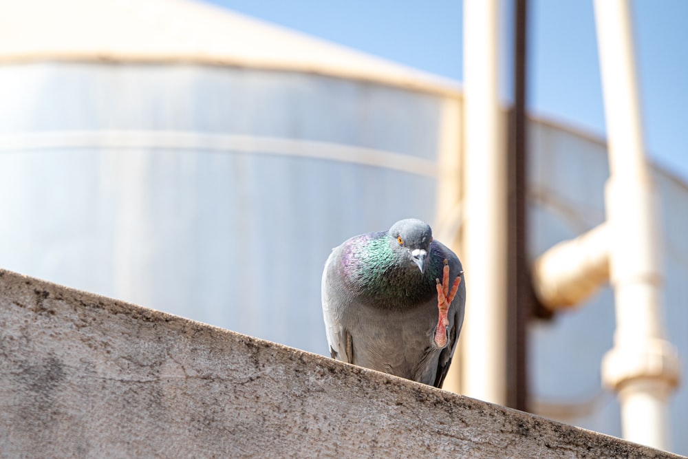 gray and green bird on gray concrete wall