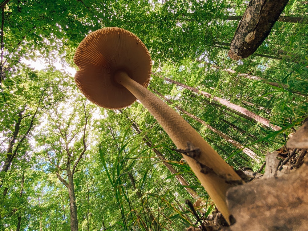 brown mushroom on green grass during daytime