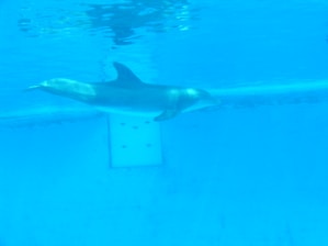 A serene dolphin swimming gracefully through calm blue waters, symbolizing intelligence and empathy.