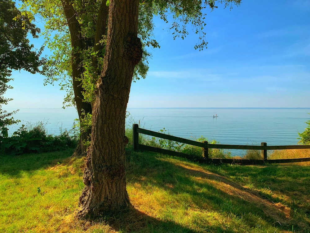 green grass field near body of water during daytime