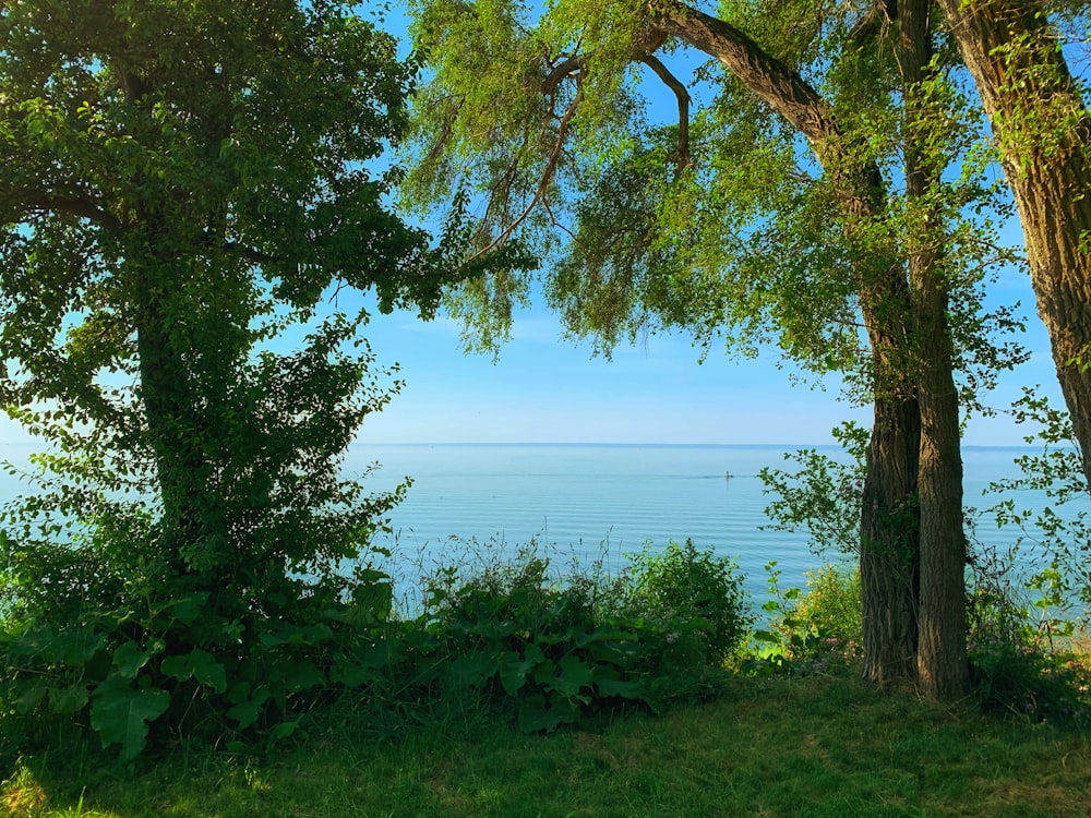 green trees near body of water during daytime